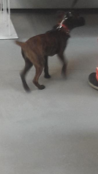 Brindle chihuahua?