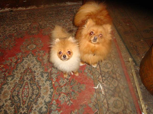 pomser afkom fra Anes opdræt Kewin og forskellige tæver.