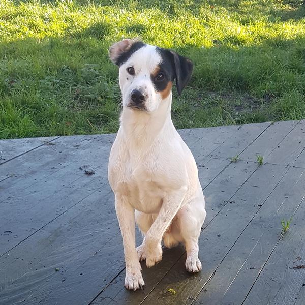 Det bedste ved at have hund! 