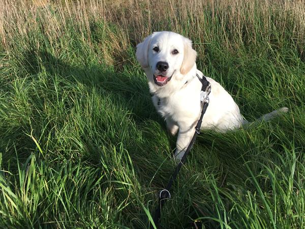 Min hvalp søger legeven :) 