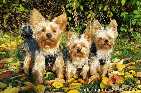 Gave til tidligere ejere?