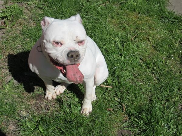 Hvilket tøj skal din hund have på juleaften?