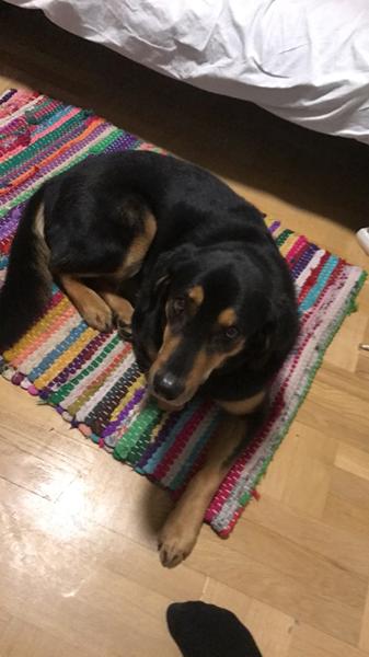 DNA test på hunde?