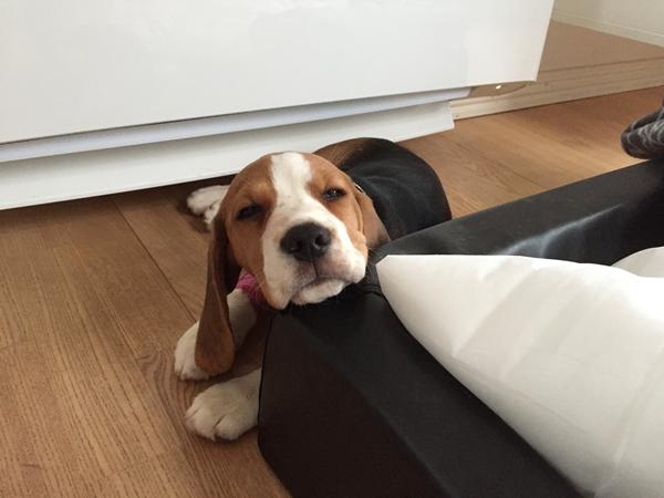 Kæmpe krise!! Aktiveringsforslag søges..