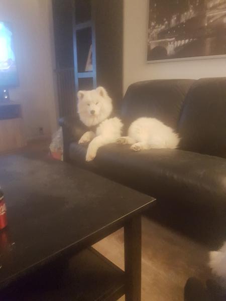 Min hund er blevet opereret.