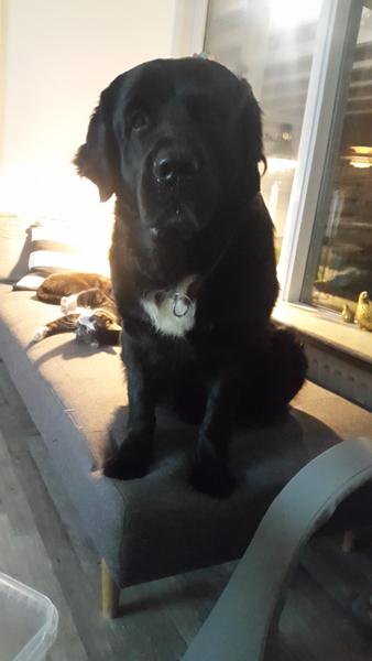 billede tråd: hvad laver jeres hunde lige nu?