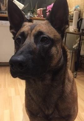 Influenza og Malinois