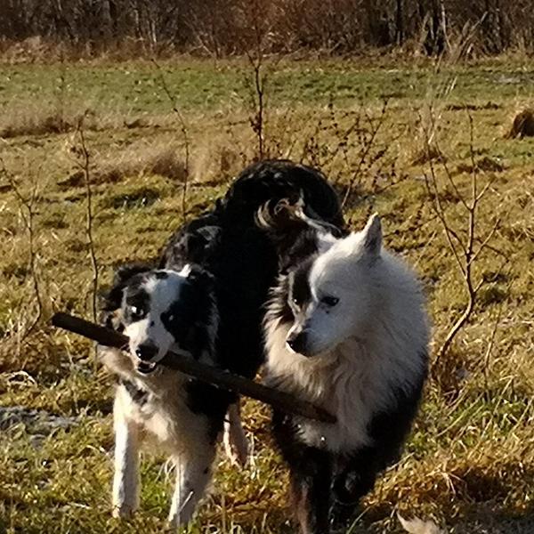 Vi er flyttet på landet