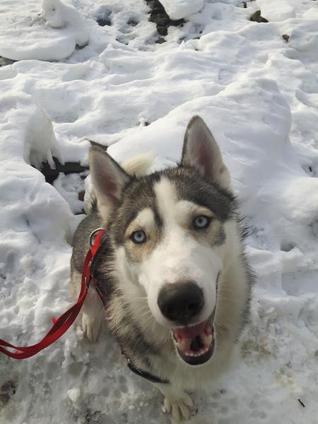 Hjælp min hund er bange