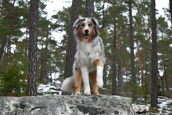Australian shepherd kennel?