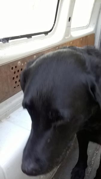 Løs hund indfanget.