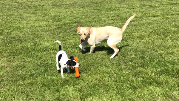 Kan en Labradortæve 13 mdr og en dansksvenskgårdhund han 3 mdr bo sammen?