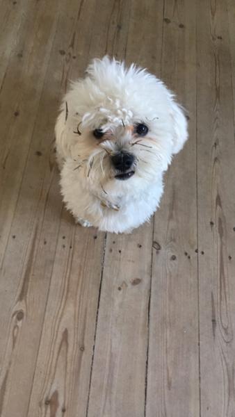 At flytte med hund - totten får endelig egen have