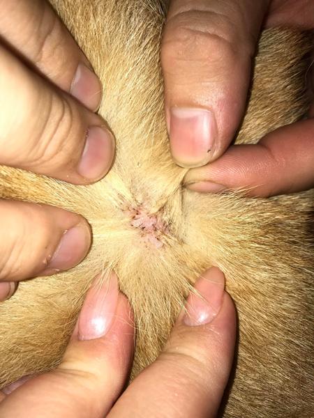 Mærkelig hud på chow chow 