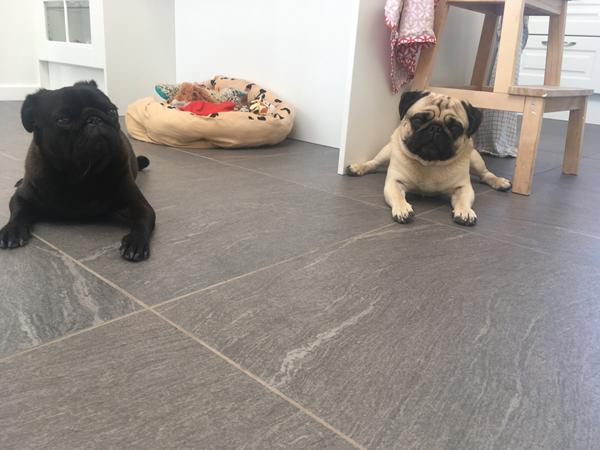 Tjek af hundens krop