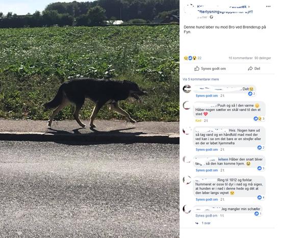 Brenderup løbsk hund :/ (nogen i området)?