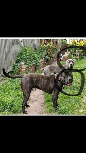 Alano Espanyol/Spanish bulldog