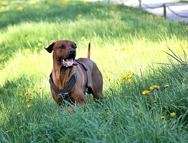 Velkomst hjem af Sam