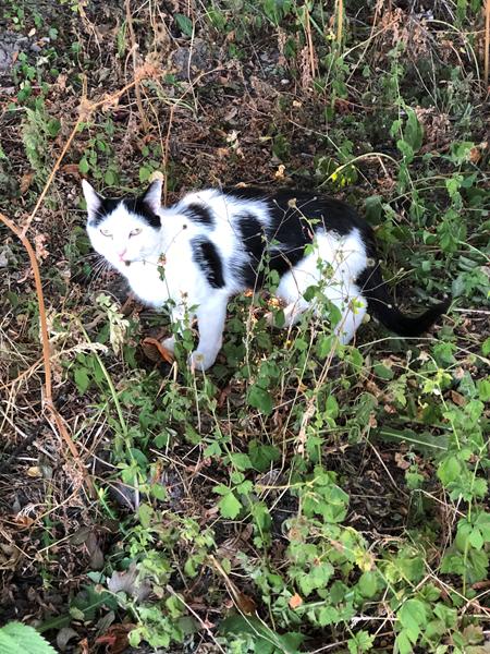 Hvornår kan man kalde en kat for ens egen?