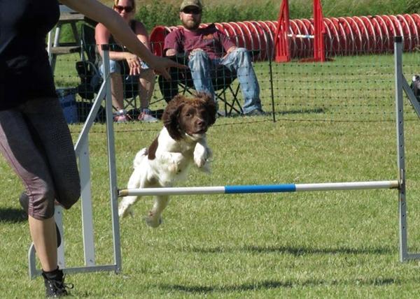 Agility træning i kreds 26, Ridderstien 31, 5463 Fjelsted 