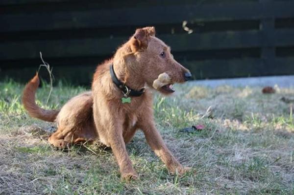 Opråb vedr. overtagelse af hund p.g.a dødsfald