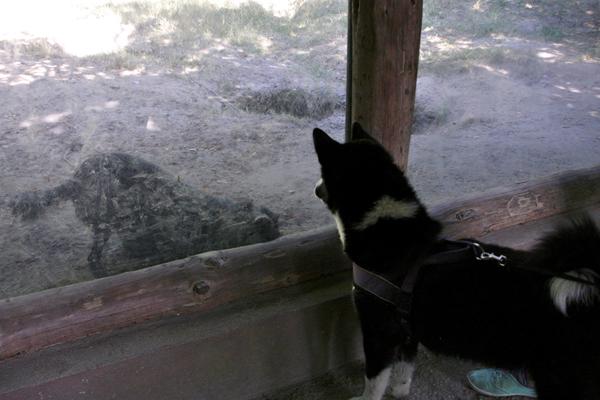 Ny ven i Givskud Løvepark