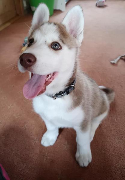 Sele til husky hvalp