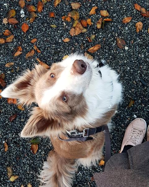 Hundefrisør Nordjylland 