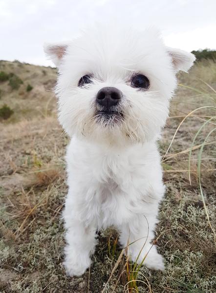 nattøj til hund 