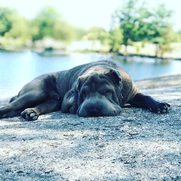 Adfærdbehandler til hund i Kbh omtådet