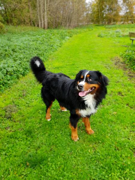 Lystre bedre når han er løs?