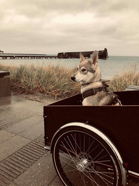 Søger lovlige luftearealer med indhegning på Amager