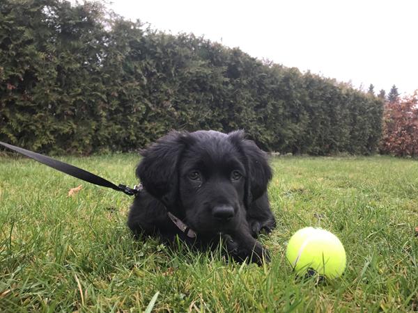 Hjælp til gøende hund 