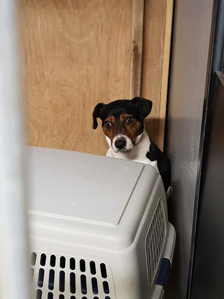 Fremlysning af en dansk svensk gårdhund