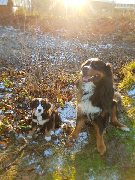 Det med at tale til sin hund/hundene