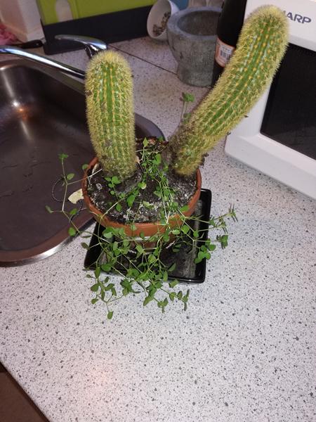 Mangler stadig hjælp til hvilken plante det er :D