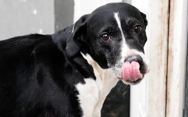 Tre hunde bortført og sluppet løs på motorvejen.