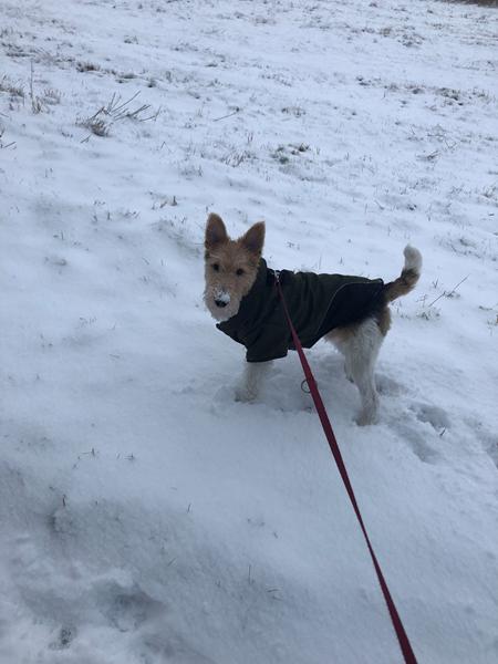 Min ruhåret foxterrier har strit ører?