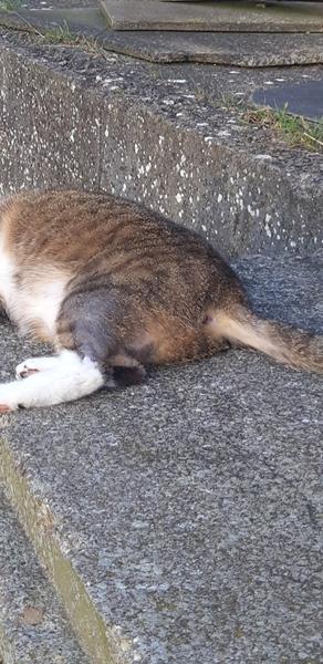 Kat der taber pels?