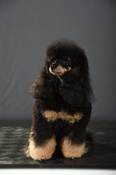 Blandingshunde med Pudler 