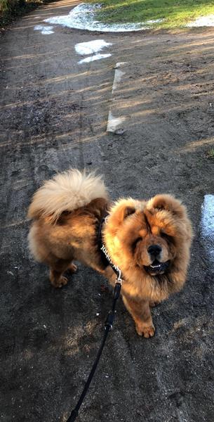 Hundefoder til chow chow 