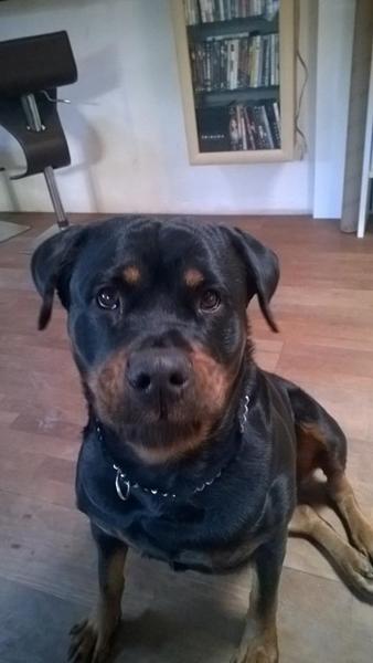 Prinsesse seng til stor hund?