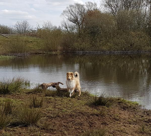 shampoo/pelspleje til Collie