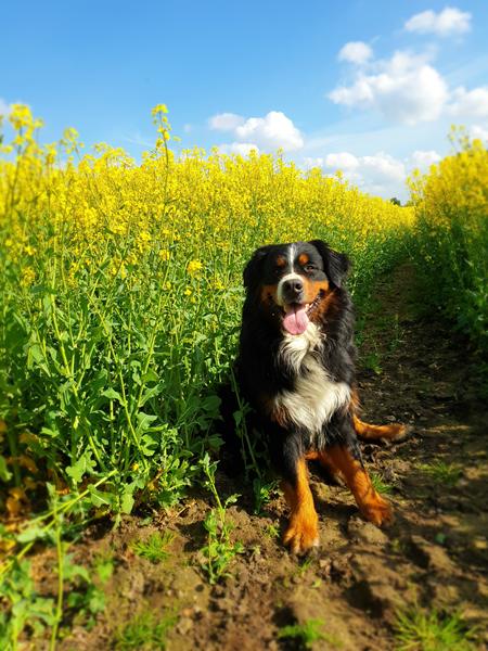 Billeder i raspmarker