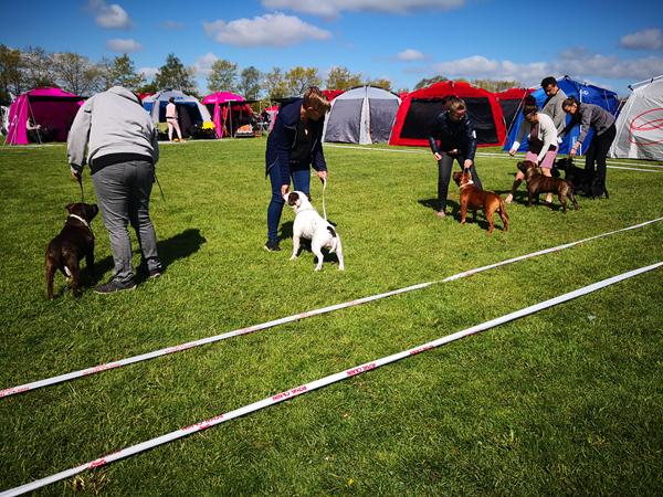 DKK roskilde udstilling lørdag 2019