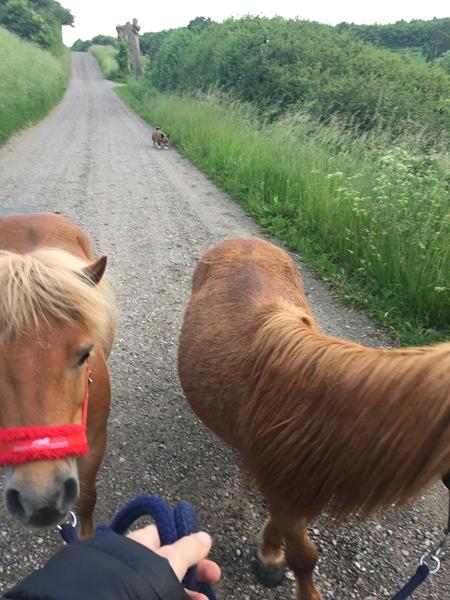 Rent pral - og dagens gåtur