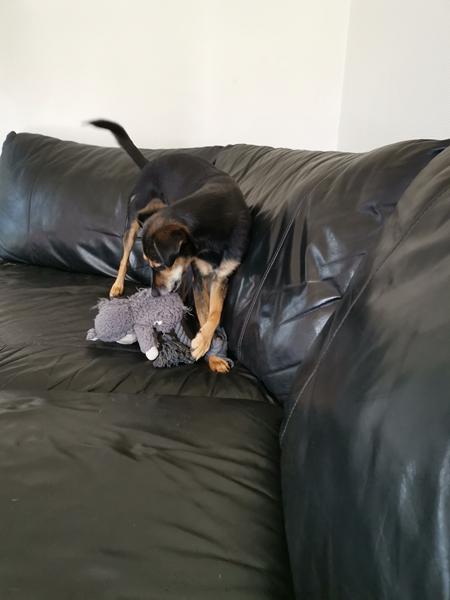 Adfærdsbehandler faxe