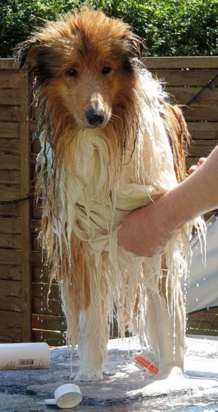 Når mor og far bare er dumme