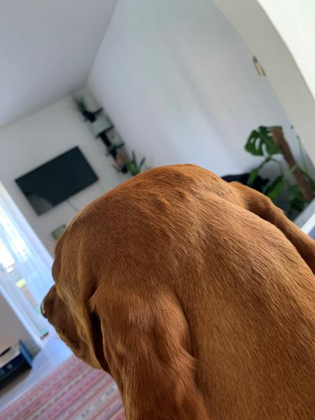 Små buler/bump på hovedet 