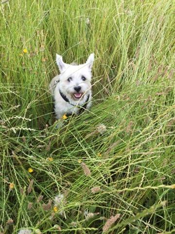 Hundestedet Vejen - et fristed.